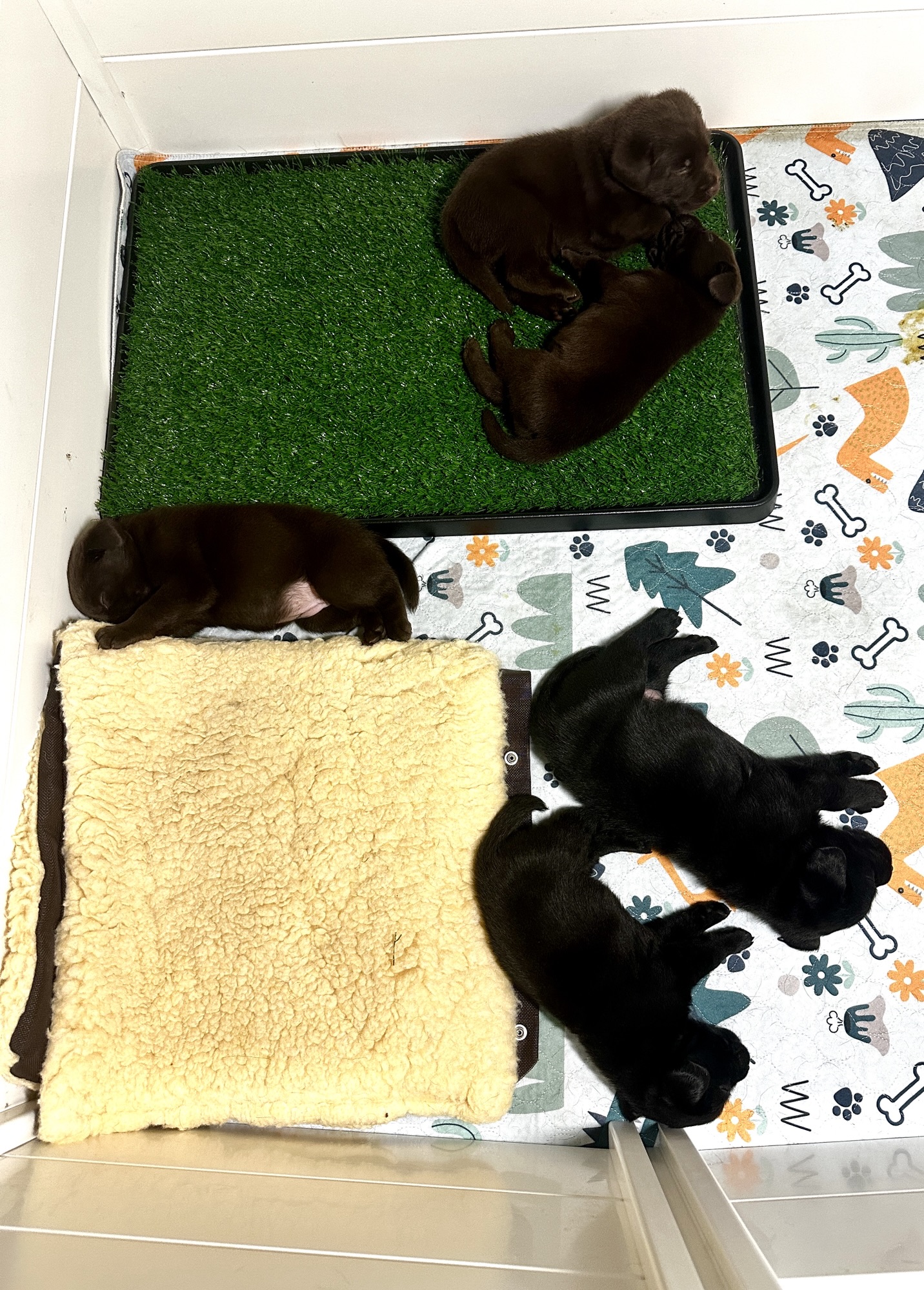 Cedar Key Labrador Litter