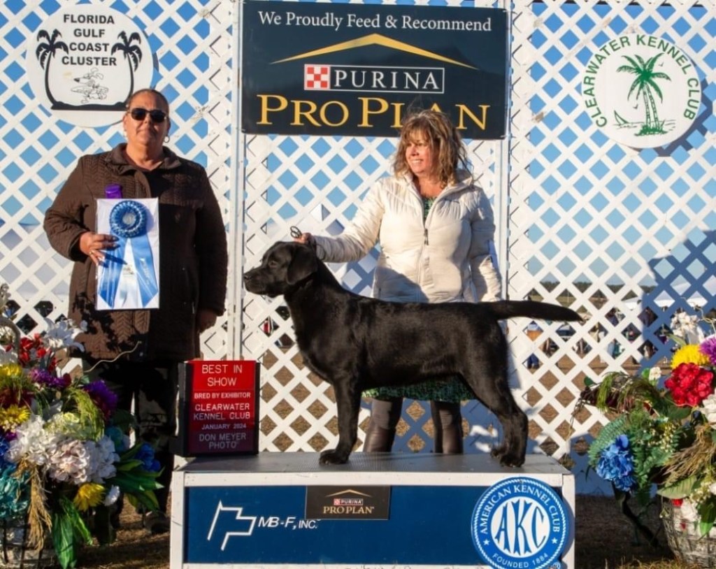 Brick and Susie winning Best In Show Bred By Exhibitor at the Brooksville, FL winter circuit. 