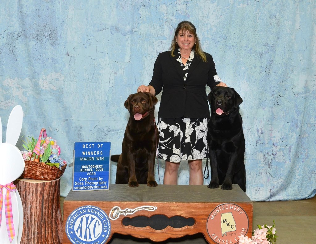 Brick and his full sister, "Sage" GCH CedarKey Back to Flo Rida @ Suebel TN both picking up 5 point majors with their owner Susie Wilcher. 