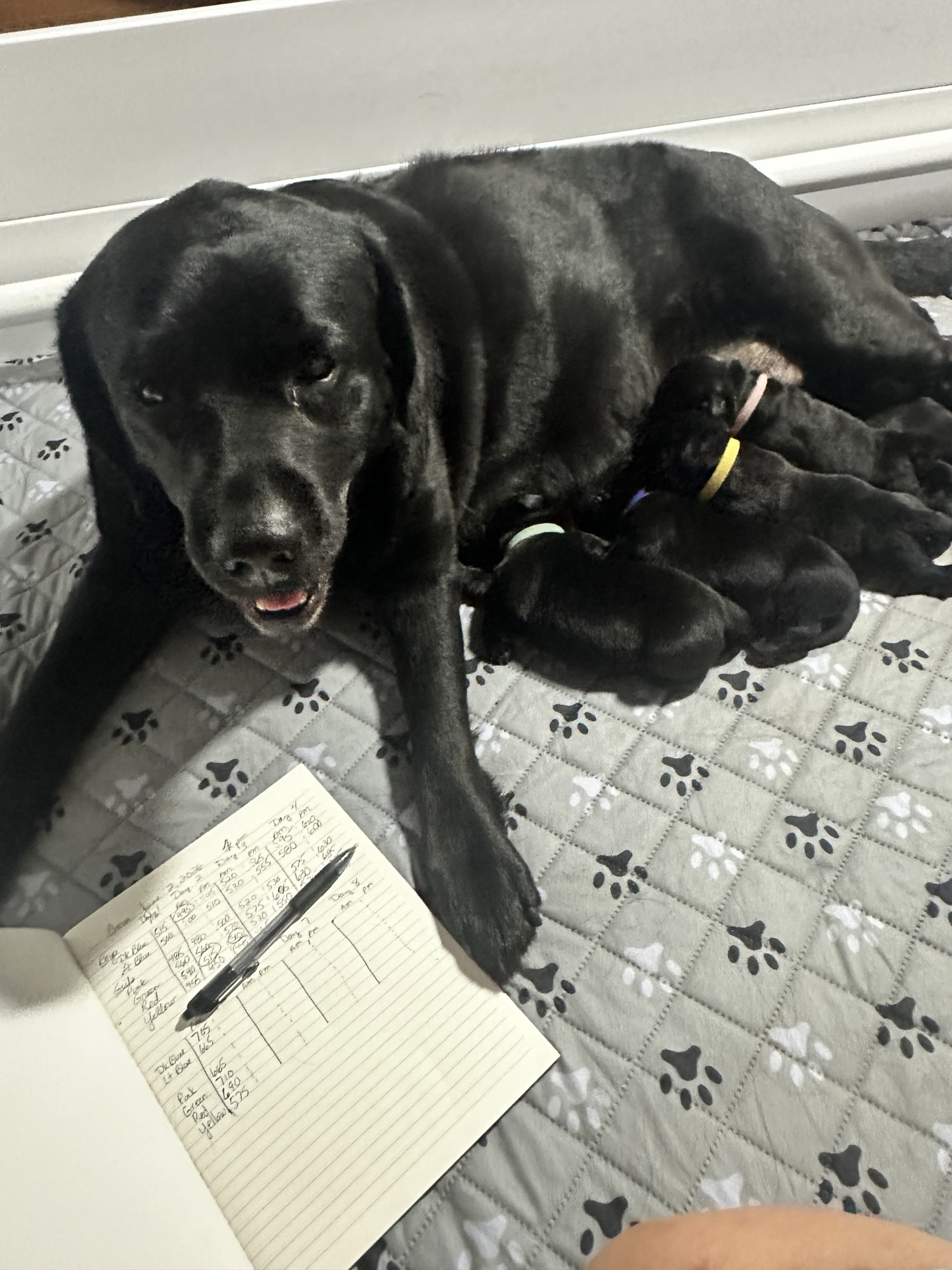 Cedar Key and Summerwood Labrador Litter